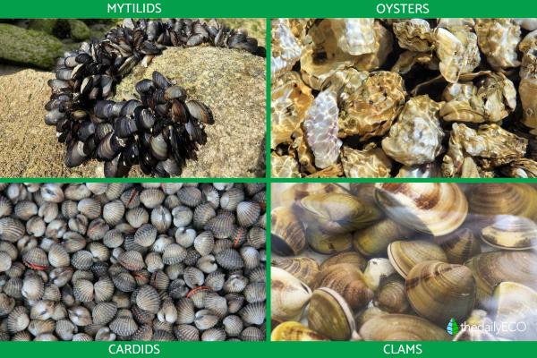 What Is a Bivalve Mollusk? - Examples of bivalves