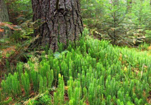 What Are Club Mosses? - Definition and Characteristics - Examples of club mosses