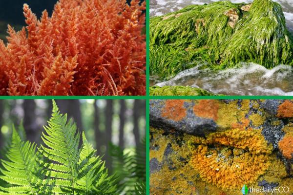 Cryptogamic Plants - Meaning, Characteristics and Examples - Examples of cryptogamic plants