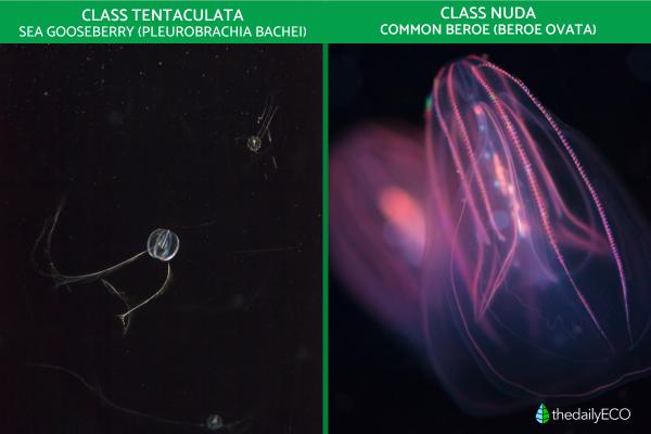 What Are Ctenophores? A Guide to Comb Jellies - Examples of ctenophores