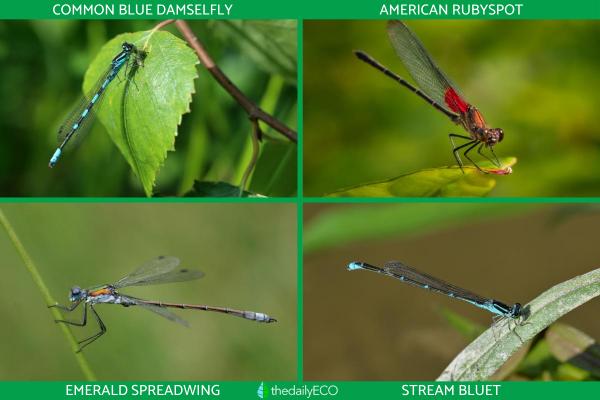 Difference Between a Damselfly and Dragonfly - Examples of damselfly species