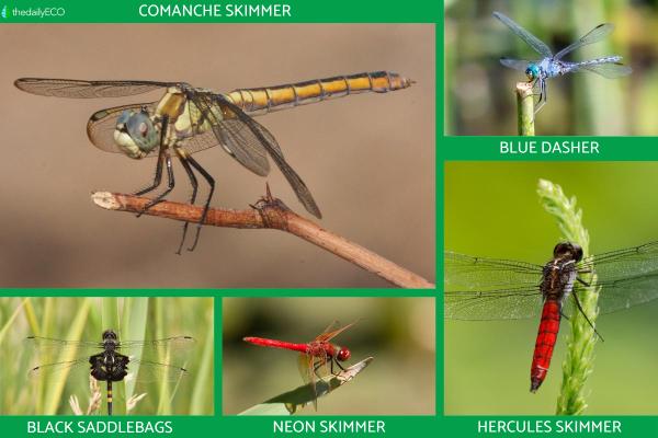 Difference Between a Damselfly and Dragonfly - Examples of dragonfly species