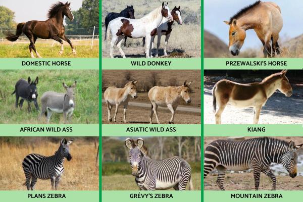 What Are Equine Animals? - Examples of equine animals