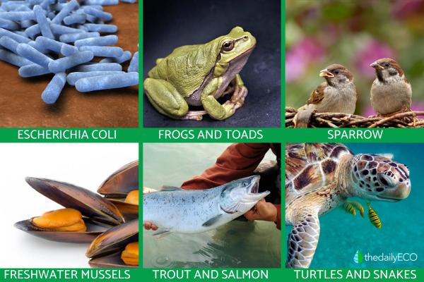 What Are Indicator Species? - Examples of fauna indicator species