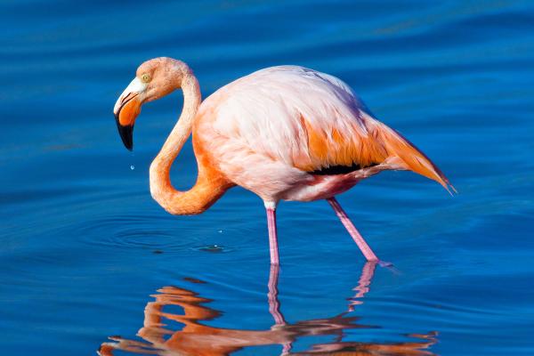 What Are Filter Feeding Animals? - Examples of filter-feeding birds