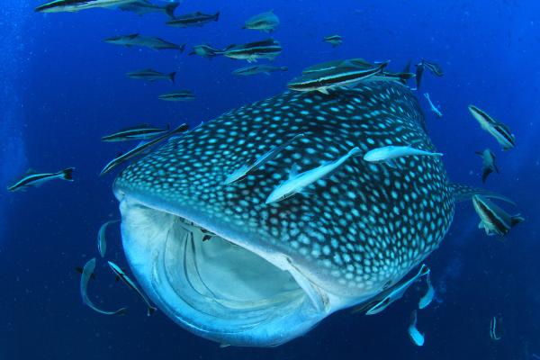 What Are Filter Feeding Animals? - Examples of filter-feeding fish