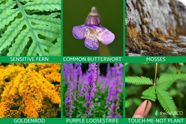 What Are Indicator Species? - Examples of flora indicator species