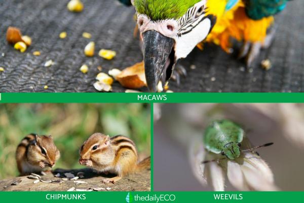 Types of Granivore Animals - Examples of granivore animals