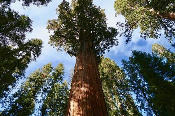 What Are Gymnosperm Plants? - Examples of gymnosperm