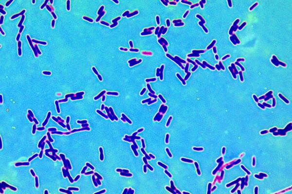 What Are Halophilic Bacteria? - Examples of halophilic bacteria