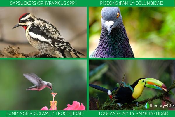 What Are Herbivorous Birds? Types and Classification - Examples of herbivorous birds