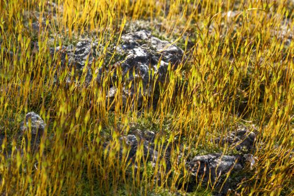 What Are Hornwort Plants? - Definition and Characteristics - Examples of hornworts