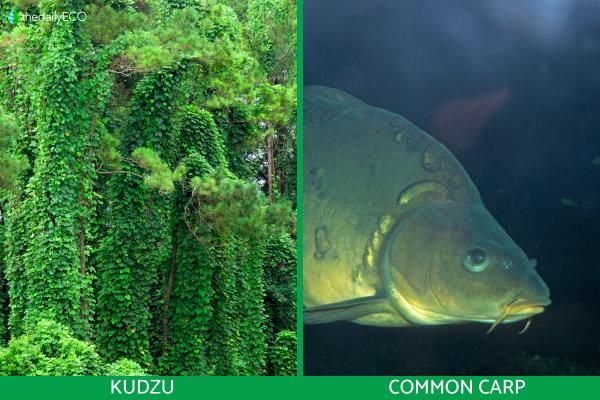 Why Are Invasive Species a Threat to Native Species? - Examples of invasive species