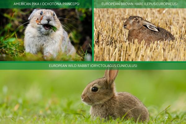 What Are Lagomorphs? - Examples of lagomorphs