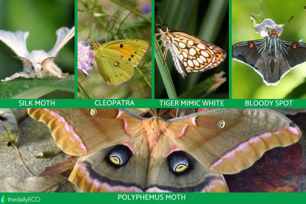What Is a Lepidopteran? - Examples of lepidopterans