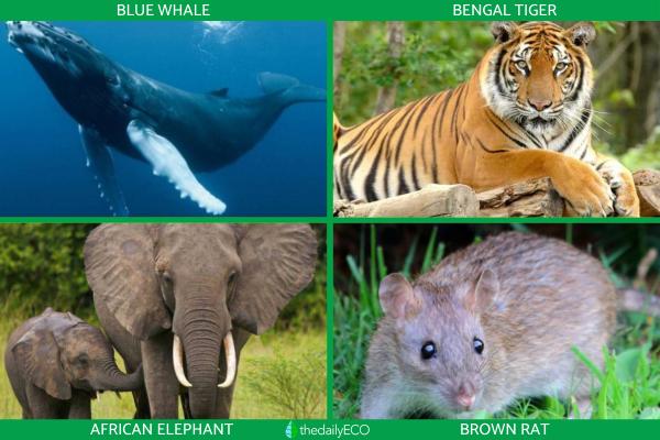 Different Types of Mammals - Examples of mammals