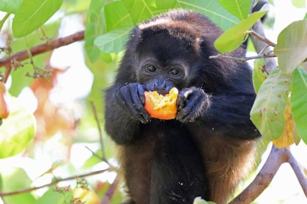 What is Mutualism? Examples and Benefits - Examples of mutualism