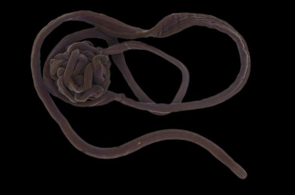 What Are Ribbon Worms? - Examples of Nemerteans