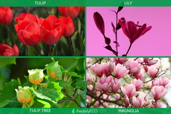 What Are Tepals in a Flower? - Examples of plants with Tepals