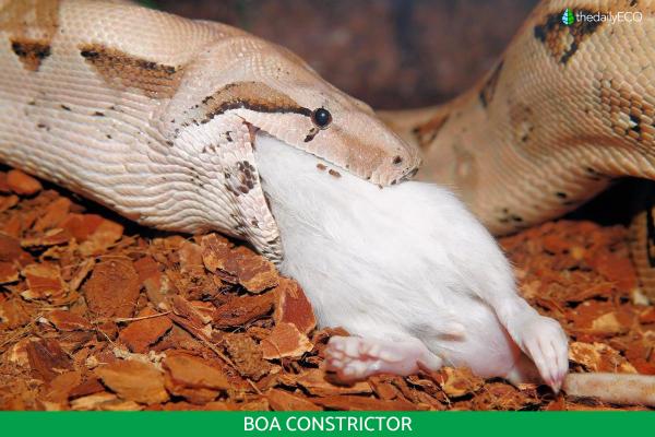 Differences Between Predator vs. Prey - Examples of predators and prey