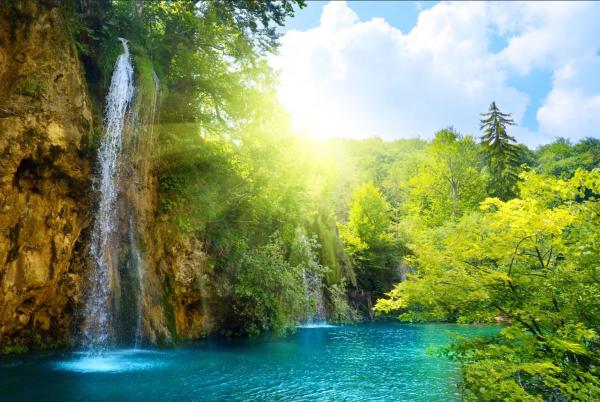 What Are Primary Forests? - Definition With Examples - Examples of primary forests