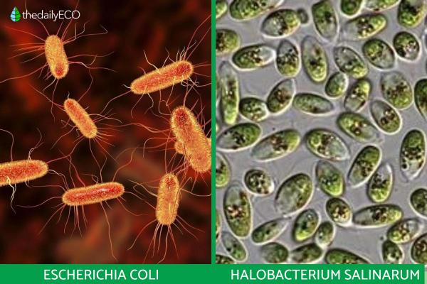 What is a Prokaryotic Cell and Its Functions? - Examples of prokaryotic cells