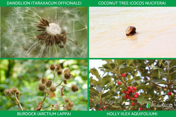 How Do Plants Spread Seeds? - Examples of seed dispersal