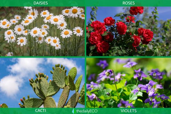 Sexually Reproducing Plants - Examples of sexually reproducing plants