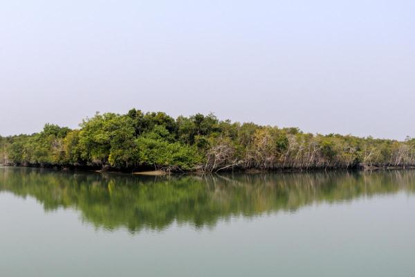 What Is a Swamp Forest? - Examples of swamp forests