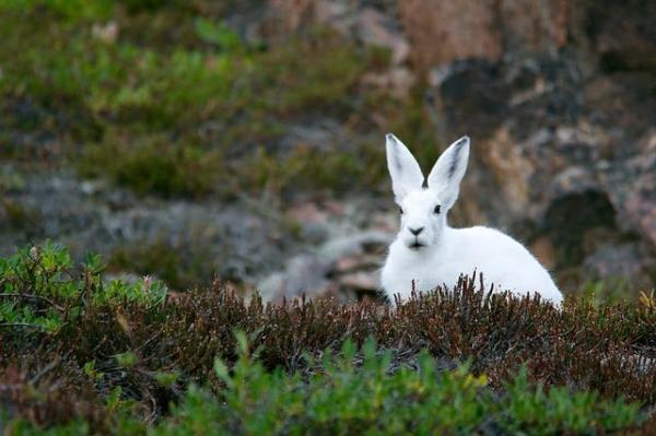 What Is a Tundra Ecosystem? - Examples of tundra plants