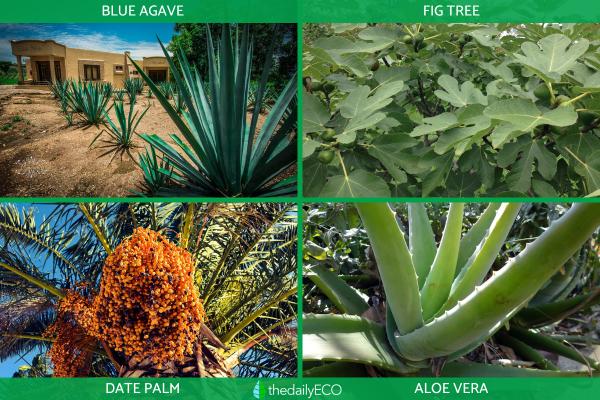 Xerophytes - Definition, Types and Examples - Examples of xerophytic plants