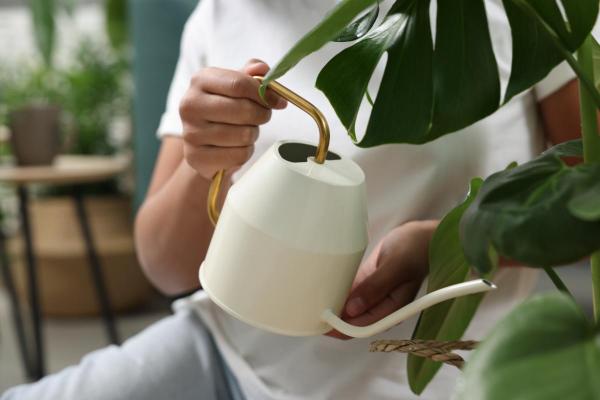 Why Are My Monstera Leaves Turning Yellow? - Excess of water