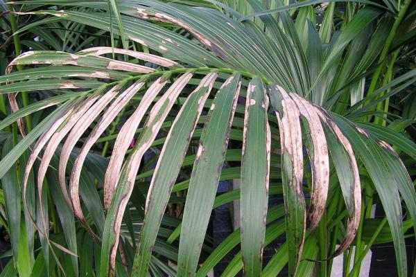 My Kentia Palm Leaves Are Turning Brown - Excess sun
