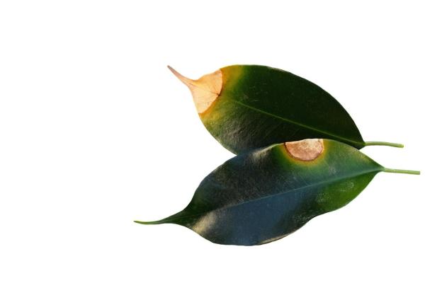 Why Is My Ficus Dropping Leaves? - Excessive fertilizer