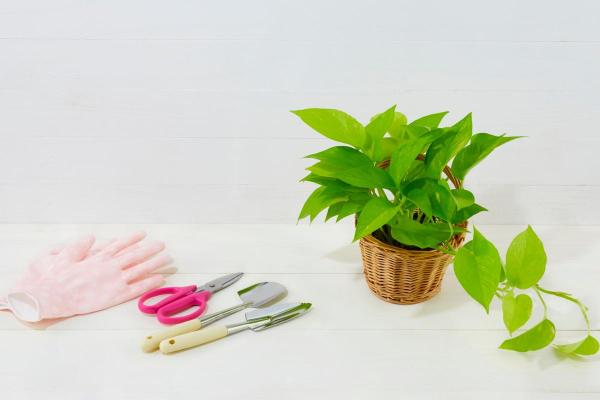 Why Is My Pothos Not Growing Much? - Excessive root growth