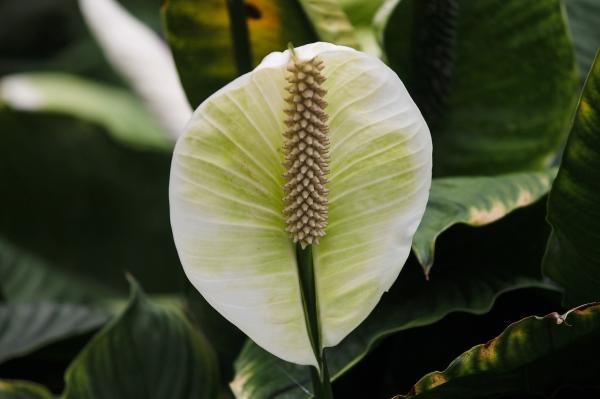 My Peace Lily Is Not Flowering - Exposure to air currents