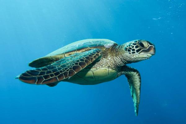 Parts of a Turtle - Extremities