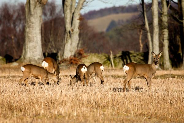 What Are Intraspecific Relationships? - Family associations