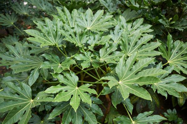 Best Outdoor Plants That Enjoy Shade - Fatsi (Fatsia japonica)