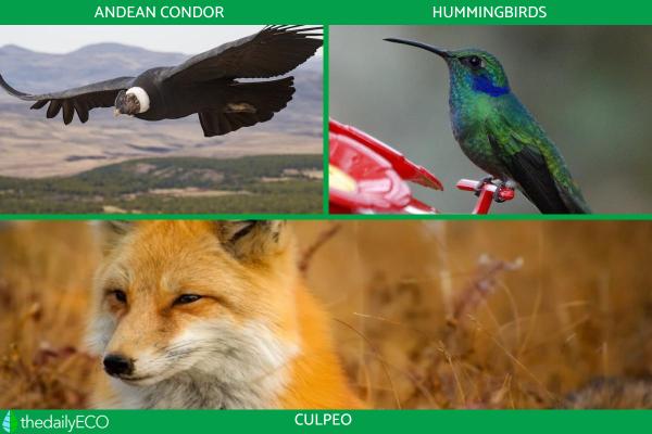 Andean Plants and Animals - Flora and Fauna - Fauna of the Andean region