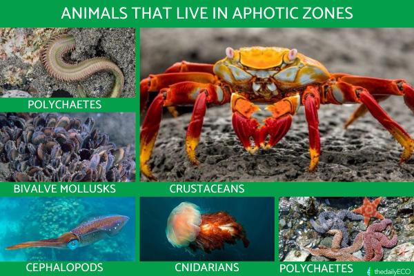 What Is the Aphotic Zone? - Fauna of the aphotic zone
