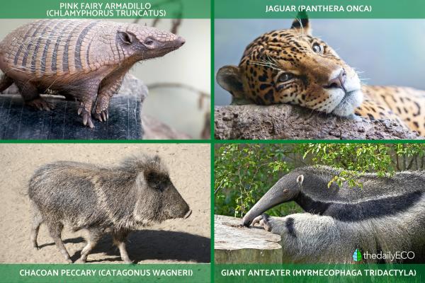What Is the Gran Chaco? - Fauna of the Chaco forest