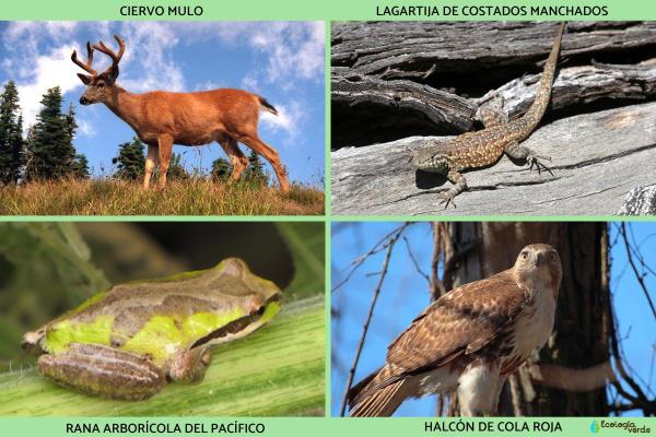What is a Chaparral Biome? - Fauna of the chaparral biome
