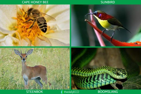 What Is the Fynbos Biome? - Fauna of the fynbos biome
