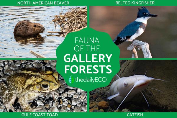 What Is A Gallery Forest? - Fauna of the gallery forests