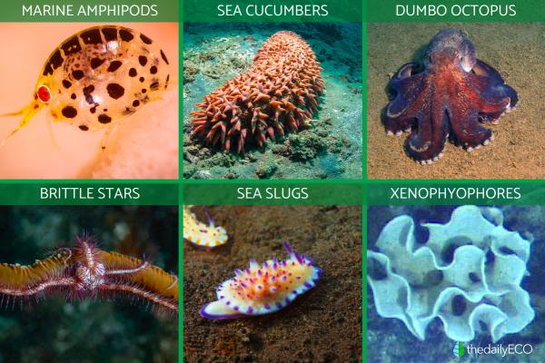 What Is the Hadal Zone? - Fauna of the Hadal Zone