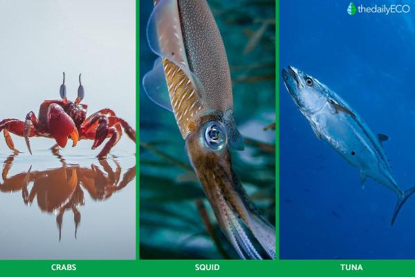 What Is the Pelagic Zone in the Ocean? - Fauna of the pelagic zone