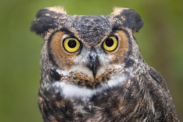What Do Feathers Do? - 7 Functions & Benefits for Birds - Feeding