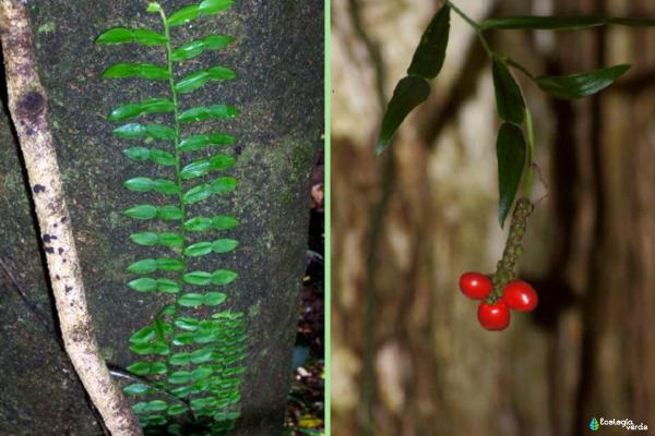 Different Pothos Plant Varieties - Fern-Leaf Pothos or Pothos longipes