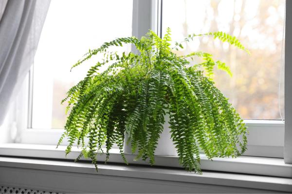 The Best Partial-Shade Plants - Ferns